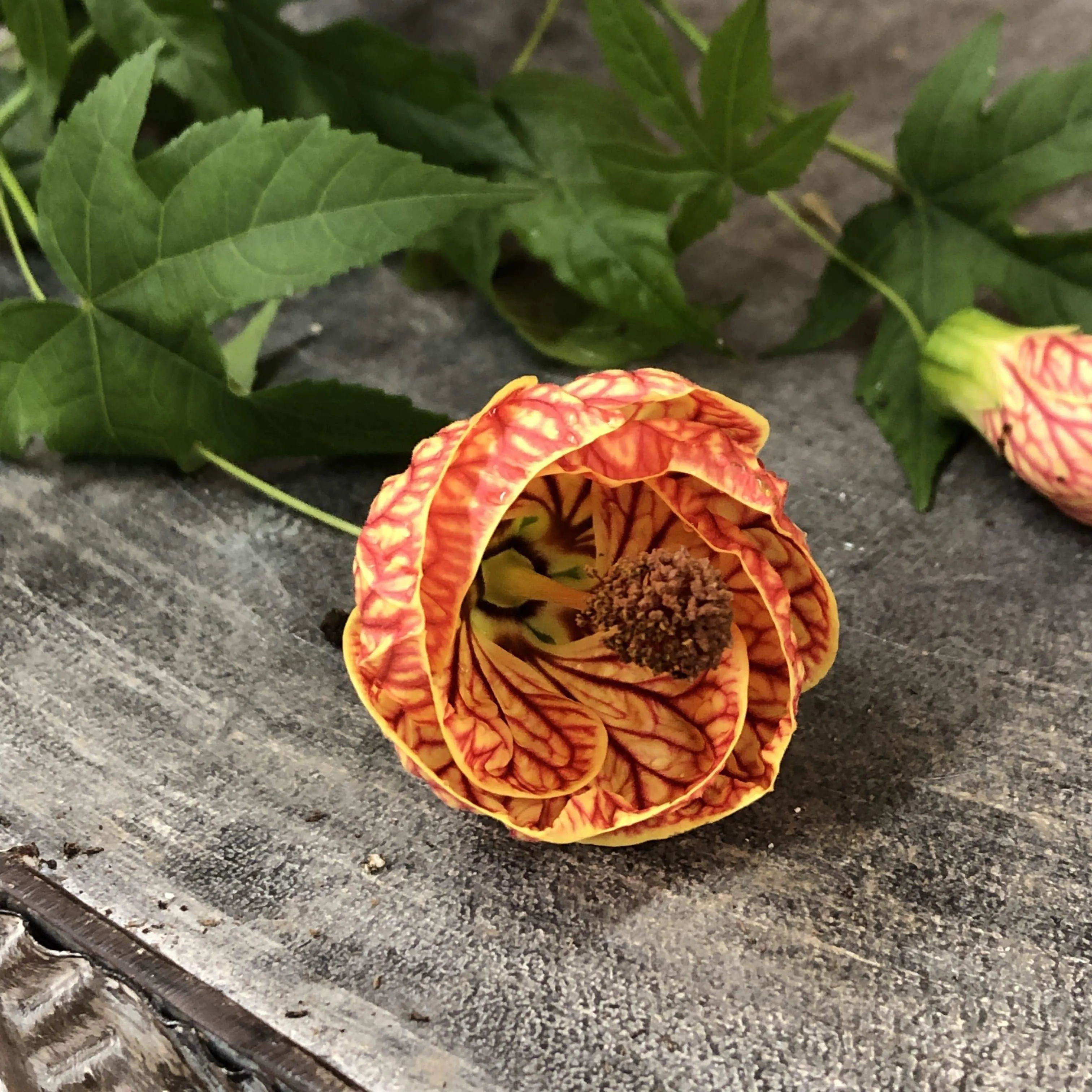 Abutilon Red Tiger, 2" Plant